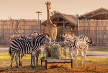 Zebras and giraffe in a zoo in the UAE, highlighting nearby family-friendly attractions close to homes for sale